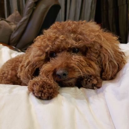 CryptoPoodle1's profile picture. 