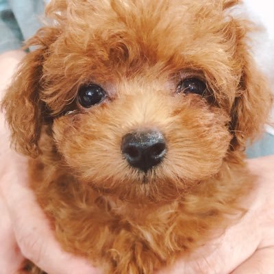 2021/3/28生まれのトイプードル🐩♀ 寂しがりやで甘えん坊 でも元気いっぱい！ボールに興味なし！持ってこーい教えたい。