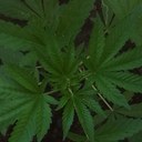 Rodney Bland - @rocroc3300 - Twitter