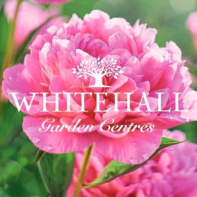 Whitehall Garden Centre are one of the largest plant retailers in the South West of England with centres at Lacock, Whitchurch & Woodborough.
