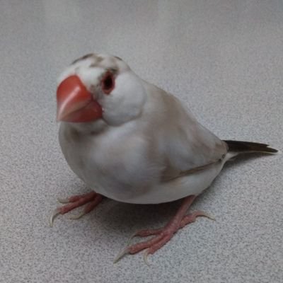 dk4ffN4k1qQjt8d's profile picture. デュエマ　バトスピとかTCGやってます！（無言フォロー失礼します）