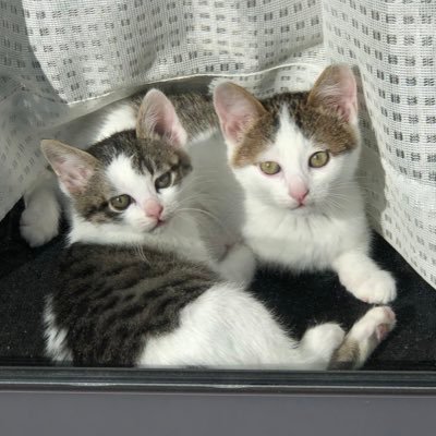 nanapati77's profile picture. ポケモンGO用アカウントです。よろしくお願いします(^ ^) 3台持ちでガッツリやってます。石川県七尾市方面図鑑コンプ目指してます。 フォロー返し確実です！宜しくお願いします🤲