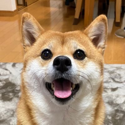 2018年5月31日生まれの愛犬あずき♀。無言フォロー失礼します。気軽にフォローお願いします。