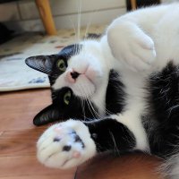 さち子(アラフィフ爺👴) (@nsr2500se) 's Twitter Profile Photo