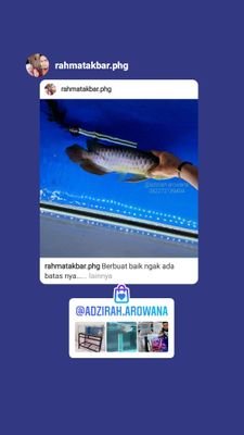 Arowan is hobby 
IG @adzirah.arowana