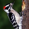 Bird feeder people! We sell US-made Attractor suet, woodpecker suet feeders that deter starlings and wild bird suet feeders!