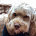 Dianne Yuill (@diyuill) Twitter profile photo Dianne Yuill (@diyuill) Twitter profile photo