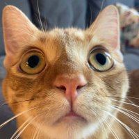 arthur! (@king_arthur_boy) 's Twitter Profile
