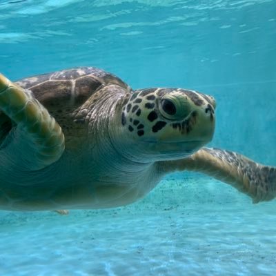 🐢さんのプロフィール画像