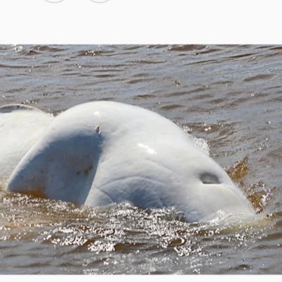 PEIBeluga's profile picture. Just enjoying the island life.