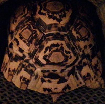 hb3928's profile picture. SRM