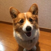 ゆず (@yuzunohakidame) Twitter profile photo