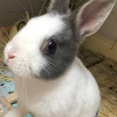 ももたろう 甘えん坊うさぎ Mowmowtaro1231 Twitter