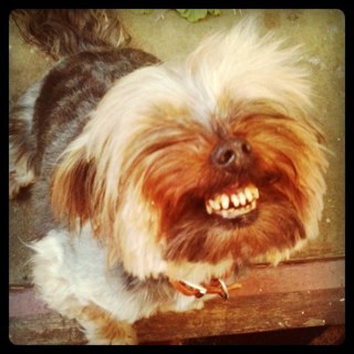YokoTheYorkie's profile picture. Yoko, the magical dog.

A life and times.