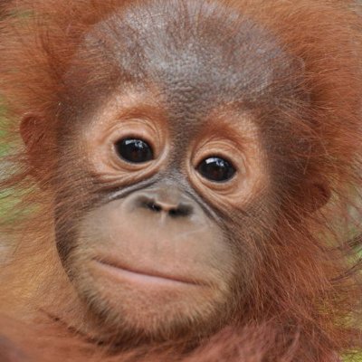 Daily orangutans!💕 Love and appreciation for orangutans. They're near extinction- click the link in the bio to learn to take action!