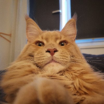 BashyB's profile picture. NetDevOps 🇫🇷 🇬🇧 🇻🇳 🇯🇵 - 🐾📸🏍ṩ