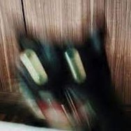 Spicumemes (@spicucat) 's Twitter Profile