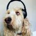 wikiped1979 (@wikiped1979) Twitter profile photo wikiped1979 (@wikiped1979) Twitter profile photo