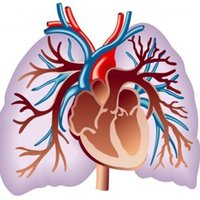 Cardio-Respiratory Researchers(@CRESP_Research) 's Twitter Profile Photo