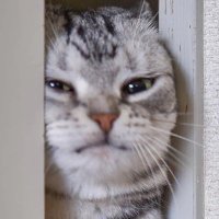 Telepath (@telep_th) 's Twitter Profile