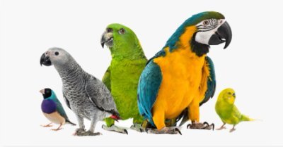 We Breed the best Parrots and Birds Worldwide