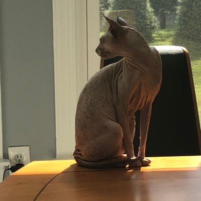 zeroexp21's profile picture. here for jokes and spicy views.