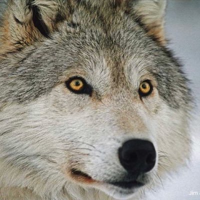 A nonprofit organization dedicated to raising broad public awareness of the truth about wolves, their social nature, and their importance to healthy ecosystems.