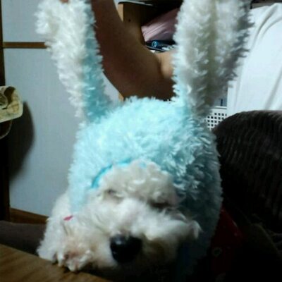 usami