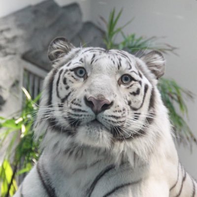 korokorotikin50's profile picture. 