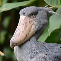 Shoebills Every Hour(@shoebillhours) 's Twitter Profile Photo