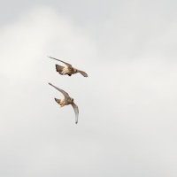 F.Alcon (@falcon22f) 's Twitter Profile Photo