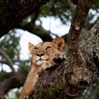 Safari Field Guide(@FieldSafari) 's Twitter Profile Photo