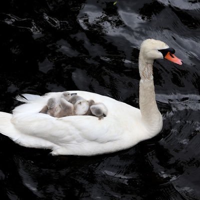 GeorgeS31097090's profile picture. 