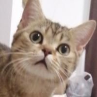 菌团子さんのプロフィール画像