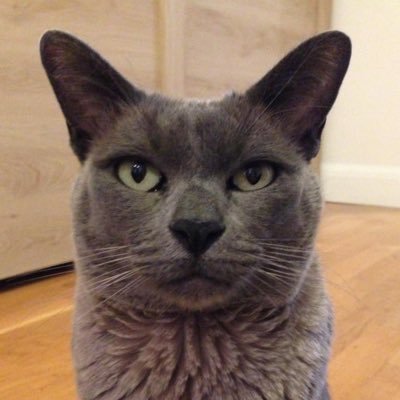 I am Frazer a blue Burmese, living with my pawsome humans. Loving life! #CatsOfTwitter #CatsOnTwitter
