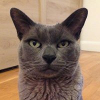 Frazer Cat(@FrazerBlueCat) 's Twitter Profile Photo