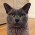 Frazer Cat (@FrazerBlueCat) Twitter profile photo