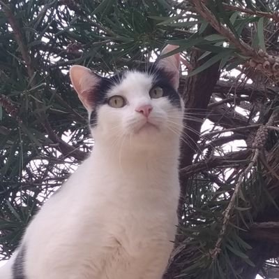 GovinhoNekoChan's profile picture. Novo aqui