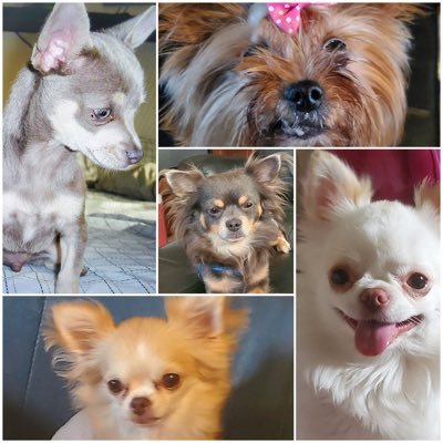 The adventures of Bentley, Puppy, Cooper, Giulia, Lotus, & Yumi. 4 Chihuahuas with a Yorkie & a Chin on the side!