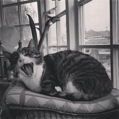 deadcatpoems's profile picture. The Dead Cat Poetry Prize is an annual poetry competition de(a)dicat(t)ed to the world's best poetry about felines who have shuffled off their 9 mortal coils.