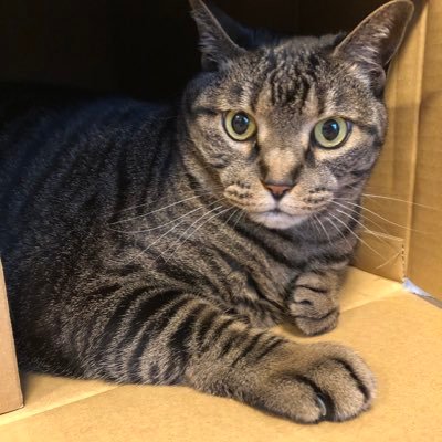 shion_yukimi's profile picture. いつも気の向くままにゲームしてます🎮