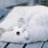 ヘ(゚∀゚ヘ)アヒャのアイコン
