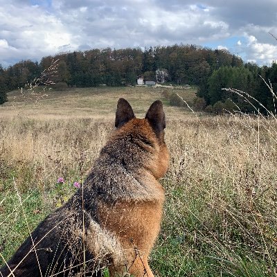 mushica's profile picture. 