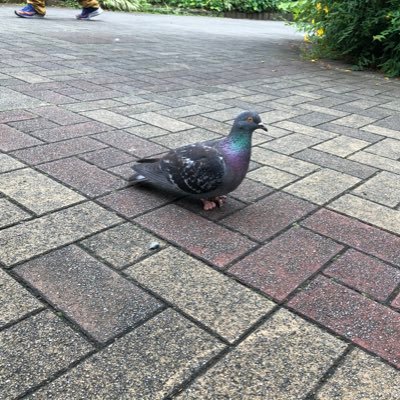 humnhunhun's profile picture. フリーランス