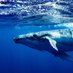 Moby Dick (@vil_melv) Twitter profile photo Moby Dick (@vil_melv) Twitter profile photo