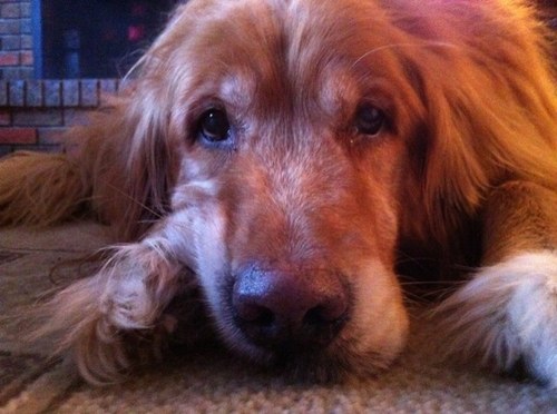 charlenemichek's profile picture. 