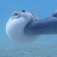 バードミサイル (@birdmissilego) 's Twitter Profile