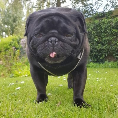 OtisPug3's profile picture. I'm an adopted Pug who's been spoilt rotten since my Mummy got me. My best mate is a Chihuahua called Diamond. 🐶💀🖤💎