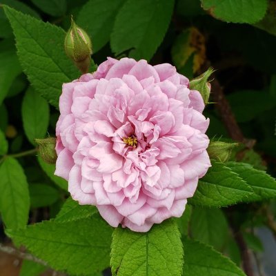 Texas A&M Rose Breeding and Genetics Program in the Department of Horticultural Sciences 🌹🧬