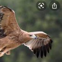 aguila_imperial (@aguilai69999359) 's Twitter Profile Photo